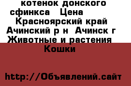 котенок донского сфинкса › Цена ­ 2 000 - Красноярский край, Ачинский р-н, Ачинск г. Животные и растения » Кошки   